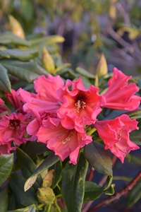 Rhodo Hawaiian Sunset